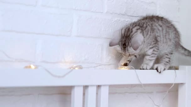 Cat přestávky vánoční ozdoby trochu zvláštní legrační pruhované skotské složit kotě, kočka odhazuje vánoční světla s tlapkou, hraje s vánoční světla věnce na posteli doma — Stock video