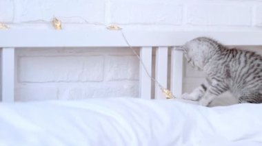 Kedi Noel süslerini kırar Küçük komik çizgili İskoç kedi yavrusu, kedi pençesiyle yılbaşı ışıklarını atar, Noel ışıklarıyla oynar evde yatağında çelenk