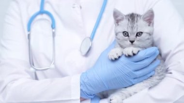 Tıbbi hayvan kliniğinde kollarında küçük gri İskoç kedi yavrusu olan veteriner doktor..