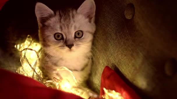 Jul katt Porträtt randig kattunge leker med julbelysning körtel på festlig röd bakgrund. Kitty tittar på kameran — Stockvideo