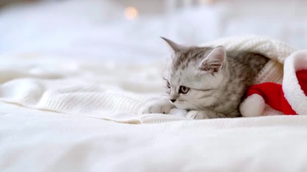 Портрет різдвяного кота Маленький кумедний смугастий шотландський кошеня на різдвяному червоному капелюсі Санта на білому ліжку, який засинає вдома. — стокове відео