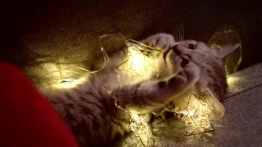 Noel kedisi portresi çizgili kedi yavrusu Noel ışıklarıyla oynuyor kırmızı arka planda çelenk. Kitty kameraya bakıyor.