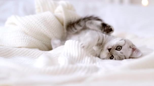 Porträtt Rolig söt liten randig skotsk vik Kattunge katt liggande på vit säng hemma med julbelysning på bakgrunden. Begreppet bedårande husdjur katter — Stockvideo