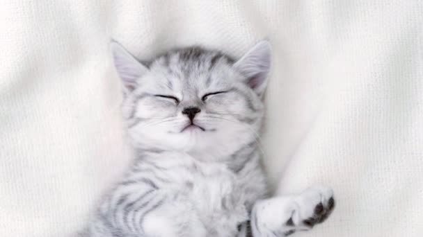 Leuke grappig gestreepte Schotse vouw kitten kat slapen op de rug witte deken op bed. Concept van schattige kleine huisdieren. Ontspan huisdieren — Stockvideo