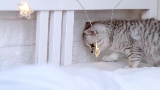 Chat casse décorations de Noël Petit drôle drôle rayé chaton écossais pli, chat jette les lumières de Noël avec patte, joue avec les lumières de Noël guirlande sur le lit à la maison — Video