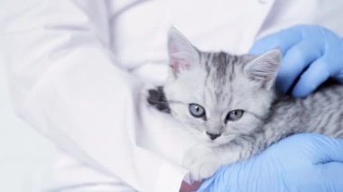 Tıbbi hayvan kliniğinde kollarında küçük gri İskoç kedi yavrusu olan veteriner doktor..
