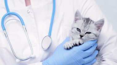 Tıbbi hayvan kliniğinde kollarında küçük gri İskoç kedi yavrusu olan veteriner doktor..