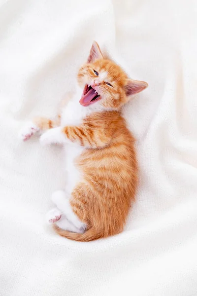 Sevimli çizgili kızıl kedi yavrusu yatakta uzanmış beyaz bir battaniye ile uyur. Sevimli küçük kedi kavramı. Sakin olun evcil hayvanlar. Kameraya bakıyorum.. — Stok fotoğraf