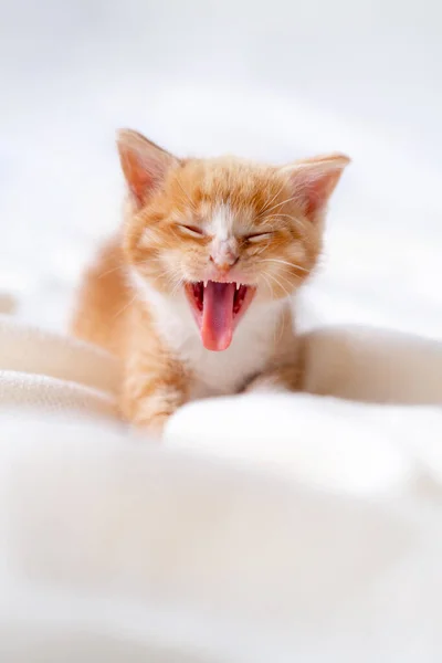 Cute striped ginger kitten yawn sleeping lying white blanket on bed. Concept of adorable little cats. Relax domestic pets. Looking at camera. — Fotografia de Stock