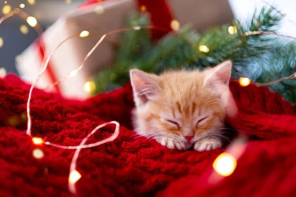 Ginger kotek śpi z lampkami świątecznymi na czerwono. Czerwony pomarańczowy kot szczęśliwych snów. Wakacje i relaks Obraz Stockowy