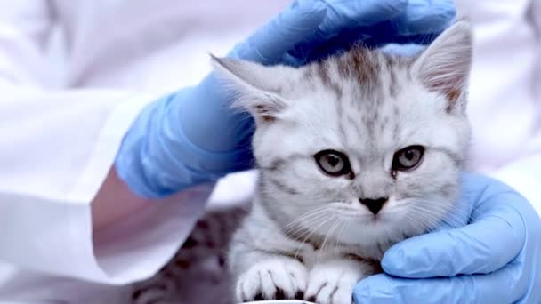 Médico veterinario con pequeño gatito escocés gris en sus brazos en clínica de animales médicos de cerca. — Vídeos de Stock