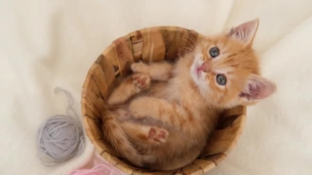 Gatinho vermelho curioso listrado sentado em cesta com novelos de bolas rosa e cinza de fio na cama branca. Gato de gengibre giro. Vertical — Vídeo de Stock