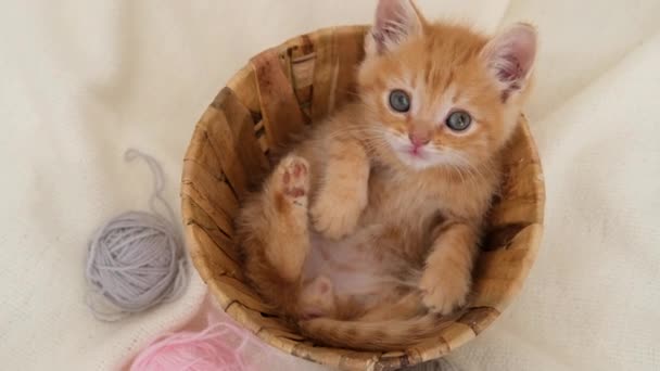 Ριγέ περίεργο κόκκινο γατάκι κάθεται στο καλάθι με ροζ και γκρι μπάλες skeins του νήματος σε λευκό κρεβάτι. Χαριτωμένη μικρή κοκκινομάλλα γάτα. Κάθετη — Αρχείο Βίντεο