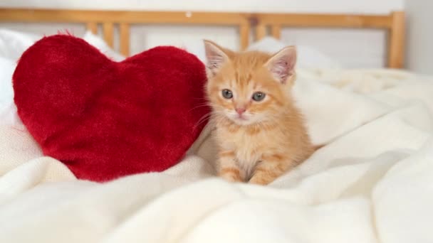 Gatto di San Valentino Piccolo gattino a strisce che gioca con i cuori rossi su una coperta bianca leggera sul letto, guardando la fotocamera. Adorabile domestico micio animali domestici concetto . — Video Stock