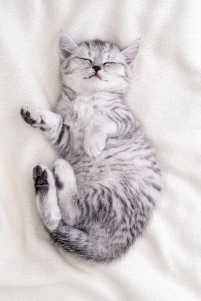 Cute funny striped Scottish fold kitten sleeping lying on back white blanket on bed. Concept of adorable little pets. Relax domestic pets — Stock Photo, Image