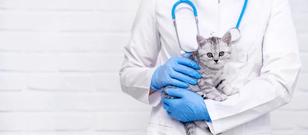 Banner Veterinerlik Doktoru küçük gri İskoç kedi yavrusu tıbbi hayvan kliniğinde kollarında. Metin için kopyalama alanı