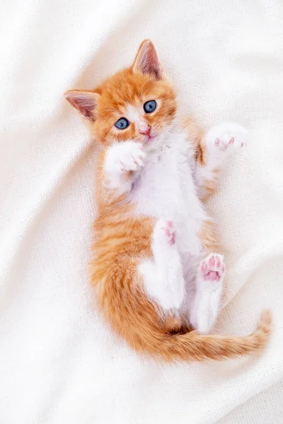 Cute pasiasty rudy kotek śpi leżąc biały koc na łóżku. Koncepcja uroczych kotków. Zrelaksuj domowe zwierzęta. Patrzę w kamerę.. — Zdjęcie stockowe