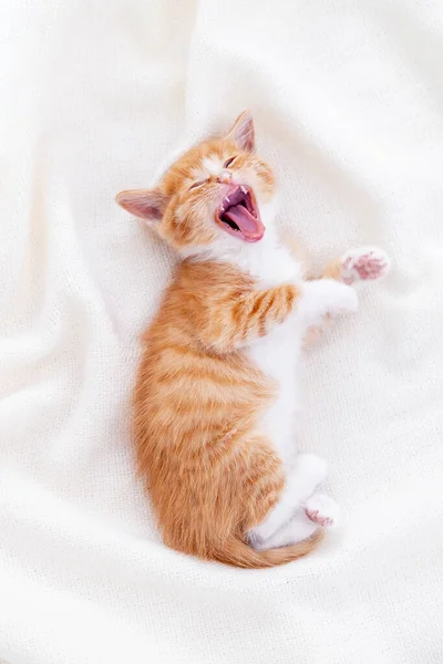 Söt randig ingefära kattunge gäspande liggande vit filt på sängen. Begreppet bedårande små katter. Slappna av husdjur. Titta på kameran. — Stockfoto
