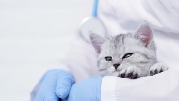 獣医師ともに小さな眠っているグレースコットランドの子猫で彼の腕の中で彼の医療動物病院閉じるアップ. — ストック動画