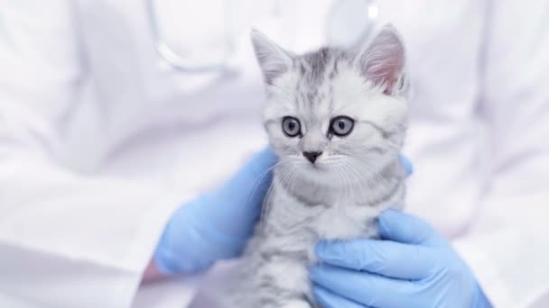 Médico veterinario con pequeño gatito escocés gris en sus brazos en clínica de animales médicos de cerca. — Vídeos de Stock