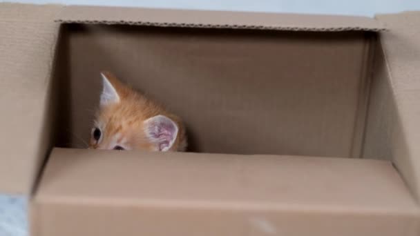 4k Ginger pequeño gatito jugando en casa. Curioso juguetón divertido rayas gato rojo oculto dentro de la caja, subió alto en la parte superior de la caja de cartón, entrar y salir. — Vídeos de Stock