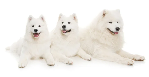 Samoyed dog — Stock Photo, Image