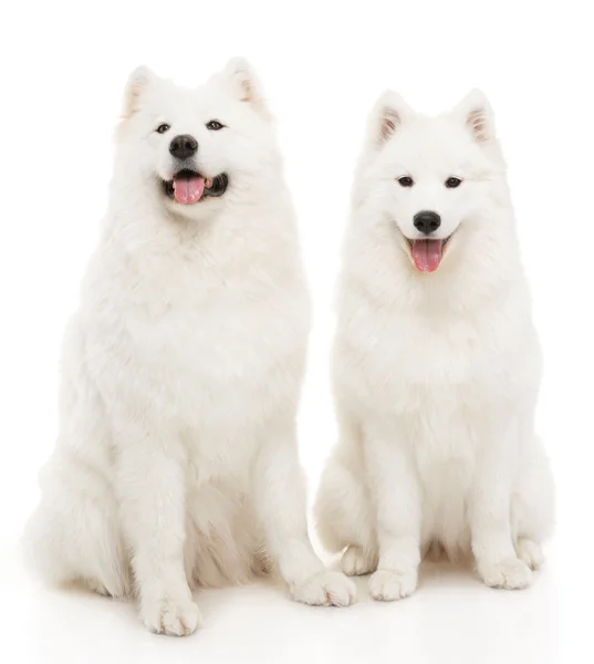 Samoyed 개 — 스톡 사진