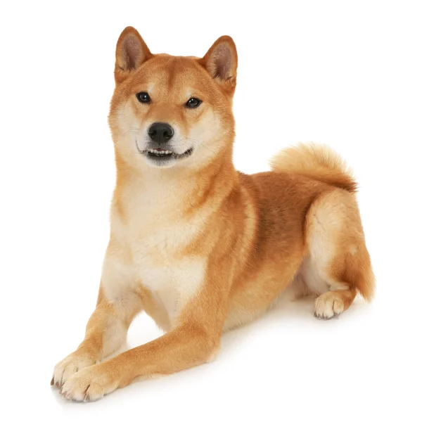 Shiba Inu dog — Stock Photo, Image