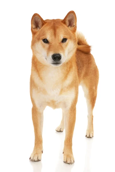 Shiba inu Hund — Stockfoto