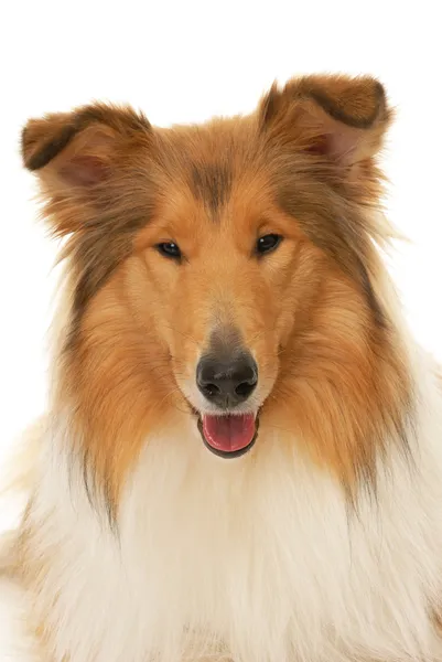 Rough collie köpek — Stok fotoğraf