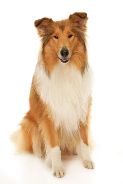 Rough Collie perro — Foto de Stock