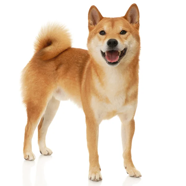 Shiba inu hond — Stockfoto