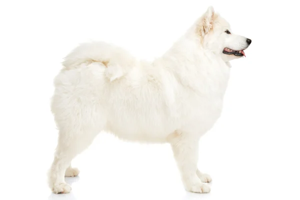 Samoyed dog — Stok fotoğraf