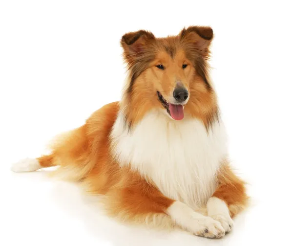 Rough Collie perro — Foto de Stock