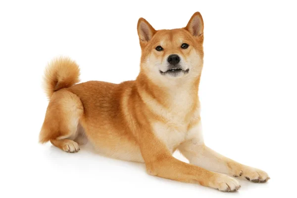 Japonský shiba inu pes — Stock fotografie