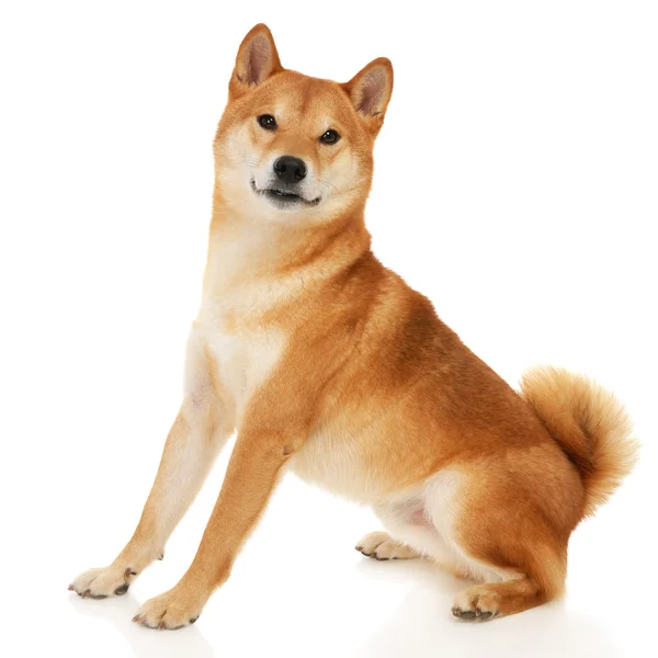 Shiba inu Hund — Stockfoto