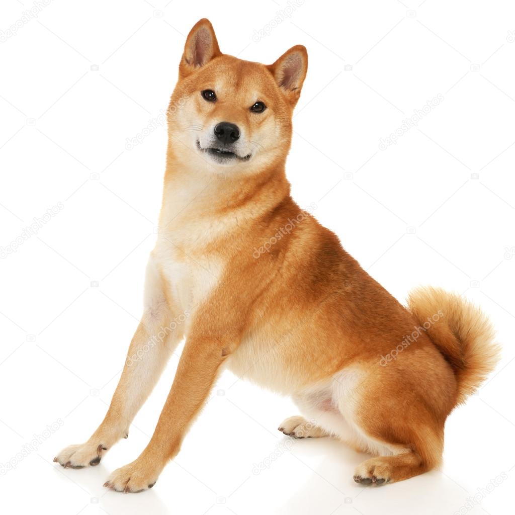 柴犬写真素材 ロイヤリティフリー柴犬画像 Depositphotos 柴犬写真素材 ロイヤリティフリー柴犬画像 Depositphotos
