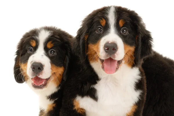 Dois cachorros berneses sennenhund — Fotografia de Stock