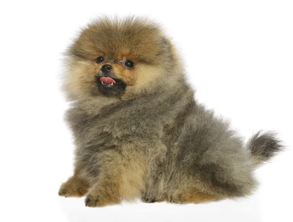 ลูกสุนัขเยอรมัน Spitz — ภาพถ่ายสต็อก