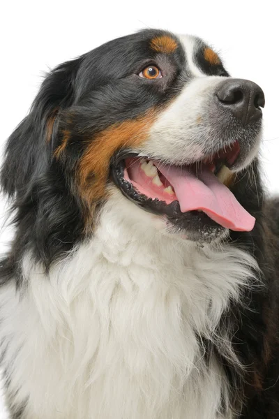 Bernese Mountain dog — Stock Photo, Image
