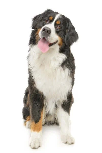 Berneński pies pasterski na białym tle — Zdjęcie stockowe
