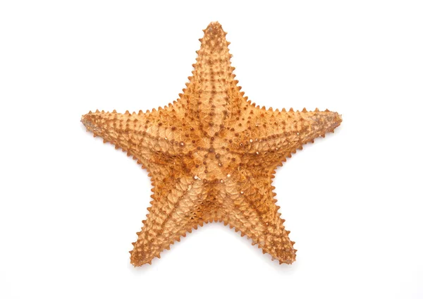 Sea star isolated on white — Stock Photo, Image