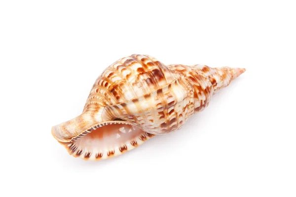 Sea shell isolated on white — Stock Photo, Image