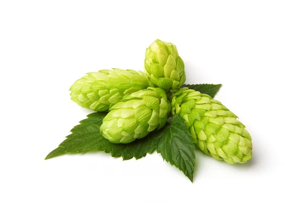 Schöner Hopfen isoliert auf weiß — Stockfoto