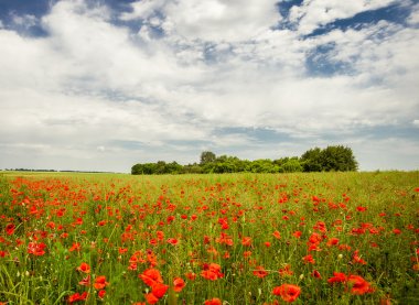 Poppies alan Ukrayna, vinnica bölge