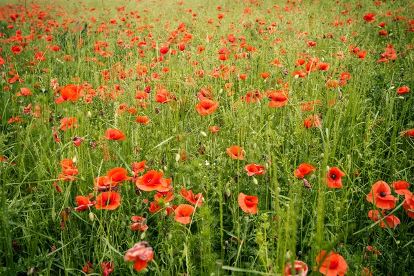 Papavers veld in Oekraïne, was regio — Stockfoto