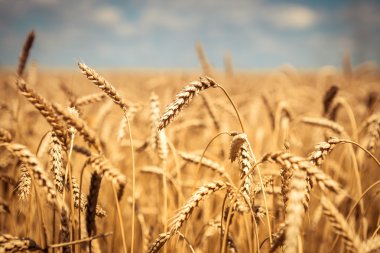 Altın olgun buğday tarlası, güneşli gün, yumuşak odak, tarım arazisi, büyüyen bitki, ekin, sonbahar doğası, hasat mevsimi konsepti