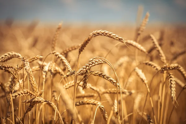 Goldenes reifes Weizenfeld, sonniger Tag, weicher Fokus, Agrarlandschaft, Anbaupflanze, Kulturpflanze, herbstliche Natur, Erntesaisonkonzept — Stockfoto