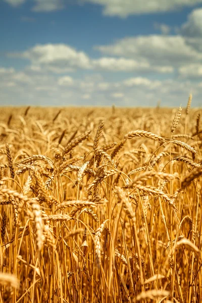 Goldenes reifes Weizenfeld, sonniger Tag, weicher Fokus, Agrarlandschaft, Anbaupflanze, Kulturpflanze, herbstliche Natur, Erntesaisonkonzept — Stockfoto