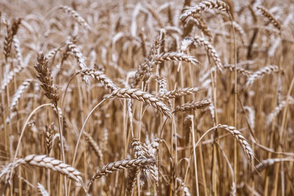 Gouden rijpe tarwe veld, zonnige dag, zachte focus, landbouwlandschap, groeiende plant, cultiveren gewas, herfstnatuur, oogstseizoen concept — Stockfoto